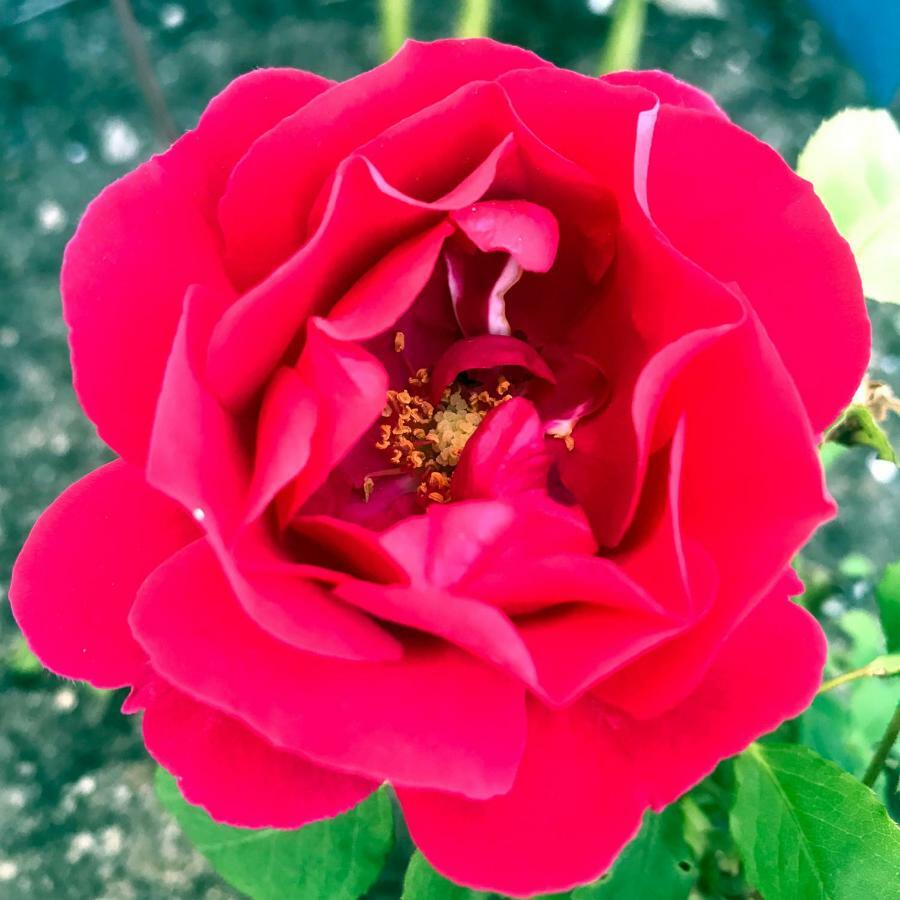 B&B La Tasgia Aggius 외부 사진