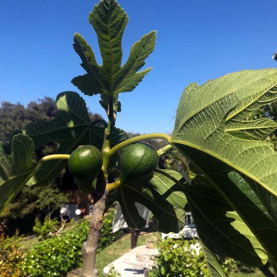 B&B La Tasgia Aggius 외부 사진